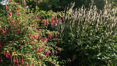 Fuchsia + Kerzenknöterich.JPG