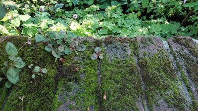 Polygonum capitatum.JPG
