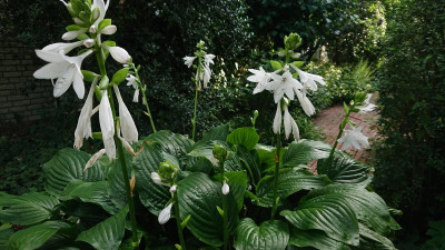 H. plantaginea.JPG