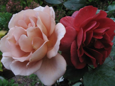 noch_mal_Julias_Rose_und_Brown_Velvet.jpg