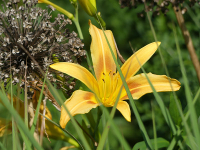 2020-08-16 Hemerocallis 'Autumn Minaret'.jpg