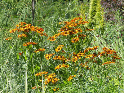 2020-08-16 Helenium.jpg