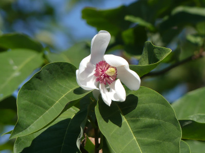 2020-08-16 Magnolia sieboldii.jpg