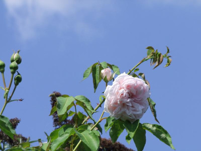 2020_0517AugustHitze20269.JPG