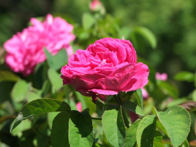 2020_0517AugustHitze20195.JPG