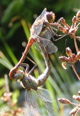 Sympetrum_vulgatum_-_Gemeine_Heidelibelle_06.jpg