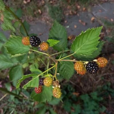 20200816_183355.jpg