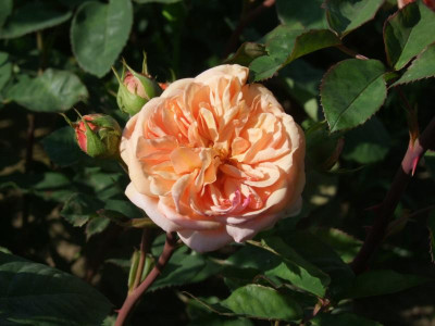 DSCF3911.JPG