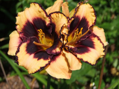 2020_0517AugustHitze20198.JPG