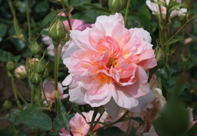 English-Elegance-Rose.JPG