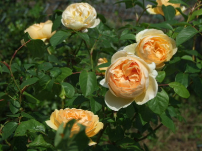 jude-the-obscure-rose.JPG