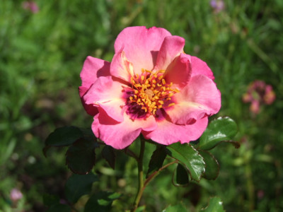 DSCF3247.JPG