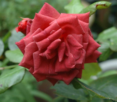 A5388a_Medium.JPG