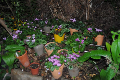 DSC_0930.JPG