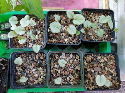 Cyclamen_hederifolium_20200816_095415.jpg