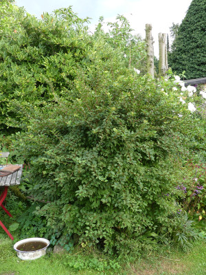 2020-08-17 Prunus incisa 'Kojou-no-mai' 1.jpg