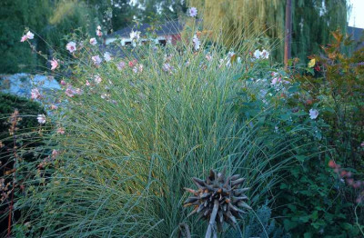 Miscanthus_sinensis_Morning_Light_1_22-09-2007.jpg