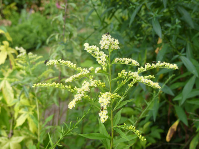 2020-08-17 Solidago 'Estelle'.jpg