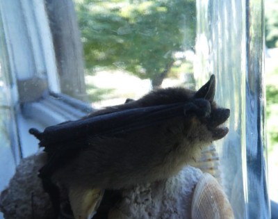 Fledermaus 1 200816.jpg