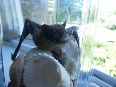 Fledermaus 2 200816.jpg