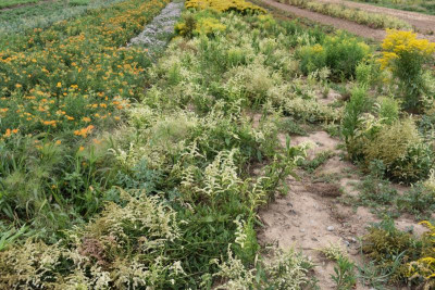 LB Solidago 011.JPG