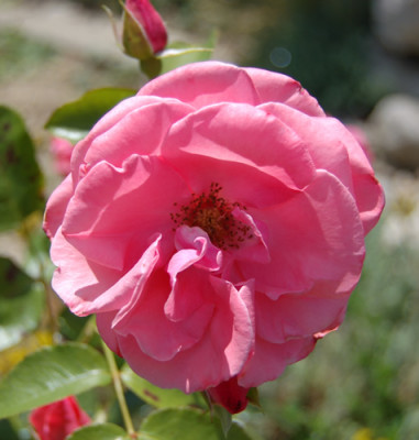 Lawinia_0050__S1_9463.jpg