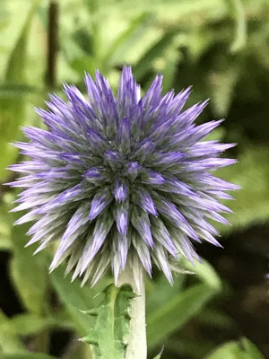 Echinops ritro 'Veitch's Blue' – Kugeldistel.jpg