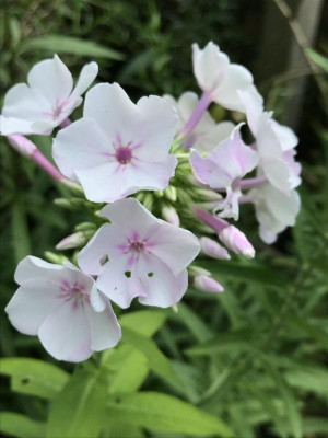 apfelblüte.jpg