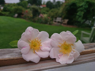 DSC_2675.JPG