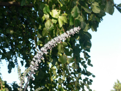 K800_P1040966_014.JPG