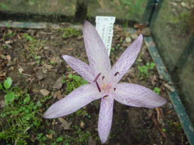 C_x_agrippinum.jpg