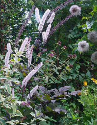 Actaea_IIx.jpg