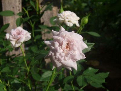 Winter-Magic-Rose.JPG