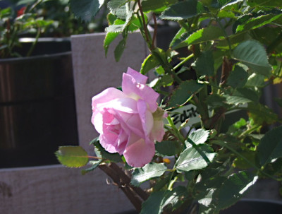 Edith-Rose.JPG