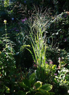 Panicum_virgatum_Northwind.jpg