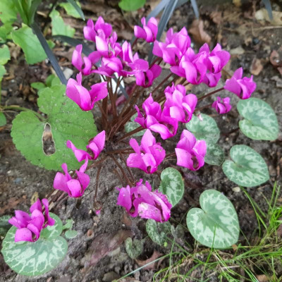 Cyclamen purpurascens_185751.jpg