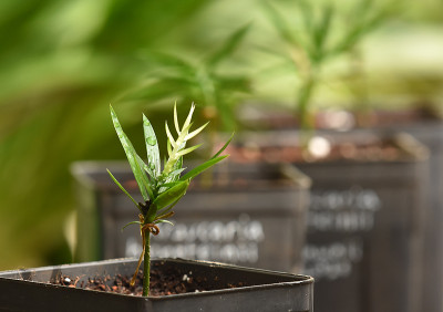 araucaria_hunsteinii.jpg