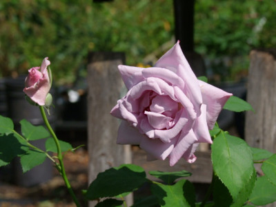 DSCF6107.JPG