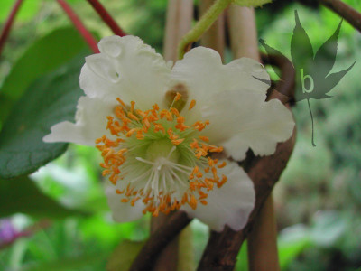 actninidia_chinensis_hay1.jpg