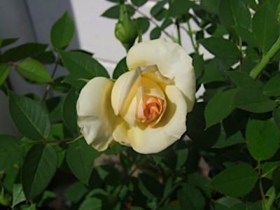 DSCF5900.JPG