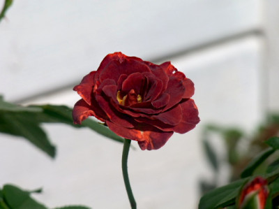 Mysterious-Rose.JPG