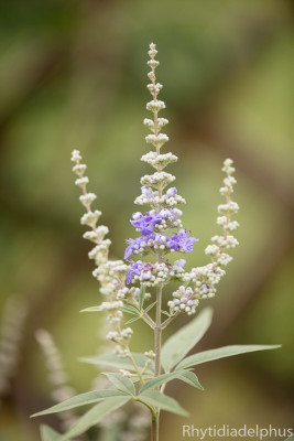 Vitex_agnus_castus_latifolia_5792_800_sRGB.jpg