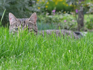 Eine Katze ist ein Löwe im Dschungel kleiner Büsche 001.JPG