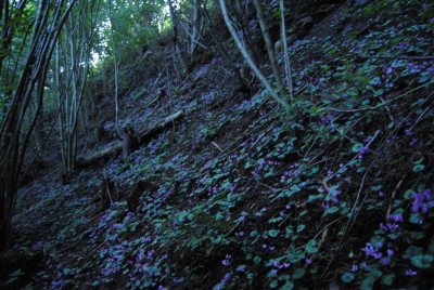 DSC_1090.JPG