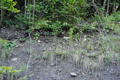 DSC_1020.JPG