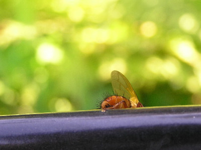 Flieg-Sep-1.jpg