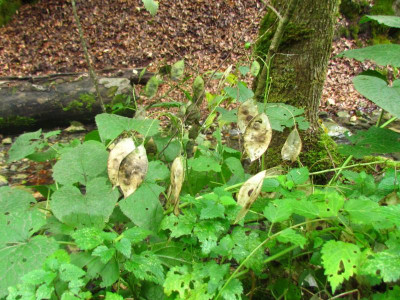 6 Lunaria.JPG