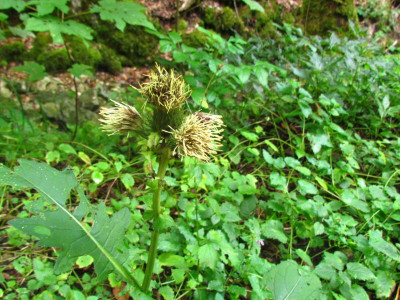 7 Cirsium.JPG