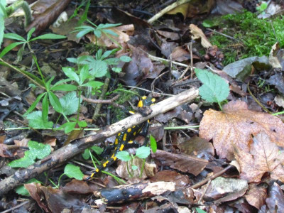 8 Lurchi und Galium.JPG