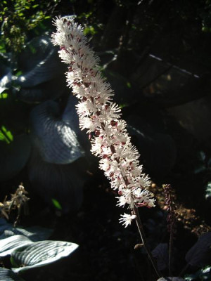 Cimicifuga_ramosa_Brunette_Medium.JPG